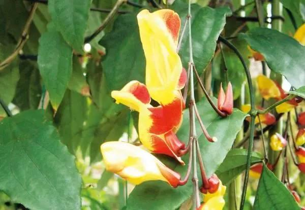 院子里种上10类爬墙花卉，只看见花，都不见人了