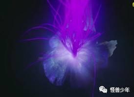 《鬼吹灯》大结局，疯教授比大BOSS还抢戏！靳东陈乔恩已分离，可胡八一雪莉杨的故事还没完……