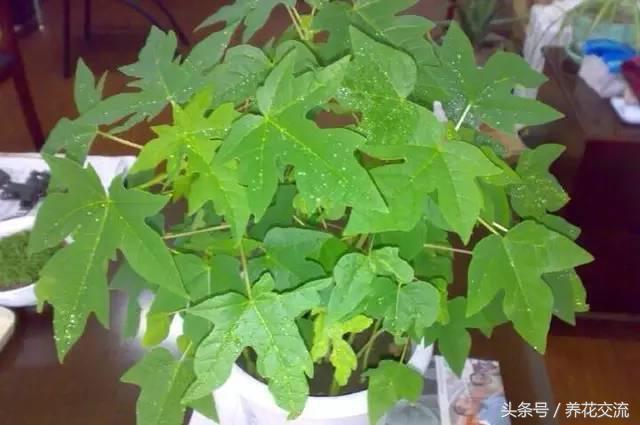 木瓜籽泡水就能变成比绿萝好看的盆栽，北方的朋友也能养