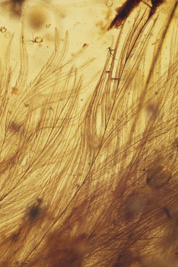 “恐龙博士”邢立达告诉你，喜欢恐龙的孩子今后可以做什么