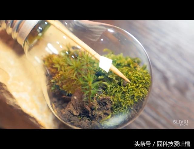 DIY制作简易的生态小球