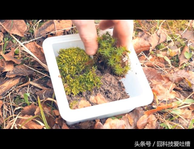 DIY制作简易的生态小球
