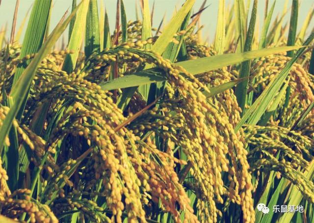 花胶怎么防虫 2026年花胶防虫能放花椒八角吗