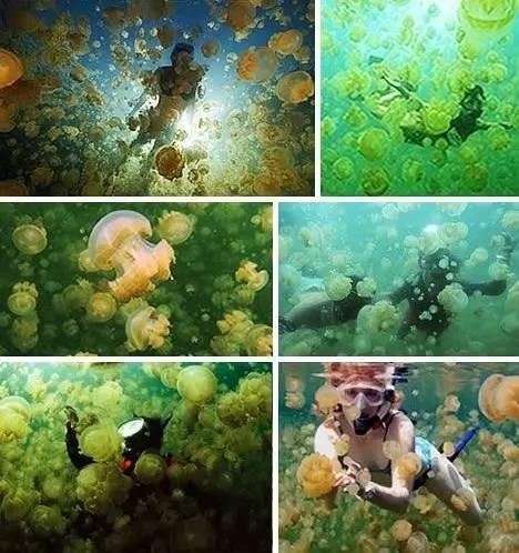 震撼首发 帕劳 S$2580/人起，粉色水母湖不再遥远