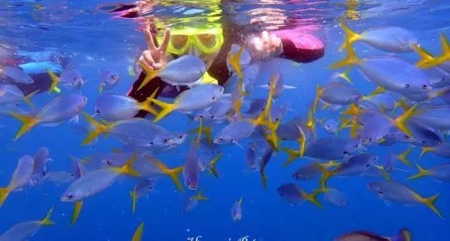 震撼首发 帕劳 S$2580/人起，粉色水母湖不再遥远