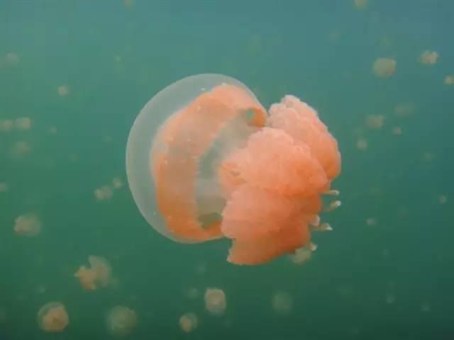 震撼首发 帕劳 S$2580/人起，粉色水母湖不再遥远