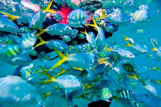 震撼首发 帕劳 S$2580/人起，粉色水母湖不再遥远