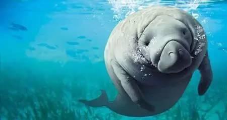 震撼首发 帕劳 S$2580/人起，粉色水母湖不再遥远