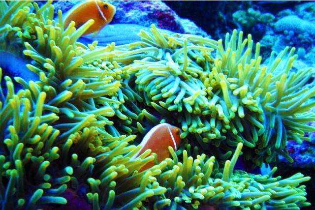 震撼首发 帕劳 S$2580/人起，粉色水母湖不再遥远