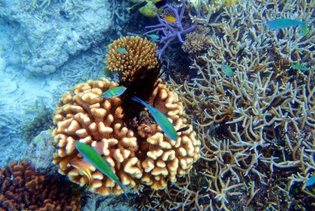 震撼首发 帕劳 S$2580/人起，粉色水母湖不再遥远