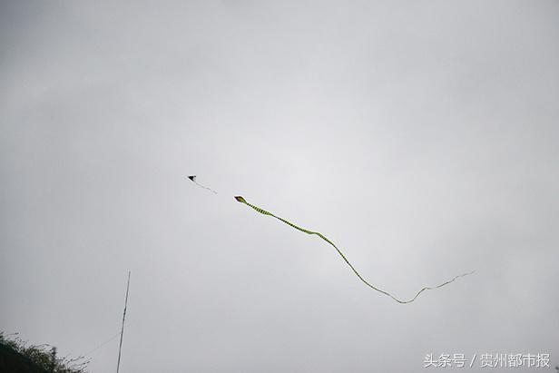 飞在天上的“贪食蛇”