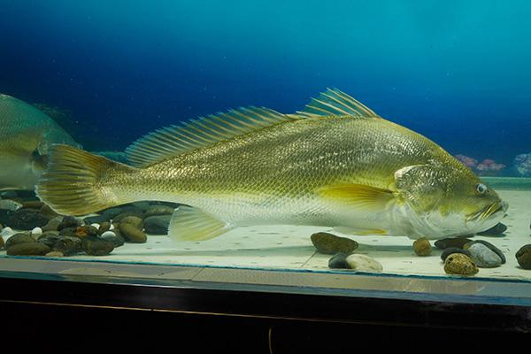 金钱鮸鱼胶20多克多少钱 金钱鳘鱼胶