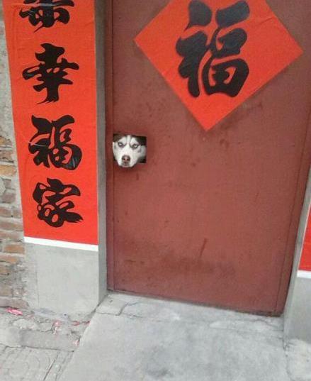 传说中的雪橇三傻种种事迹