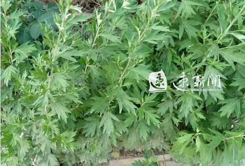 除毒变中毒！宿迁老汉“百草头”泡澡昏过去