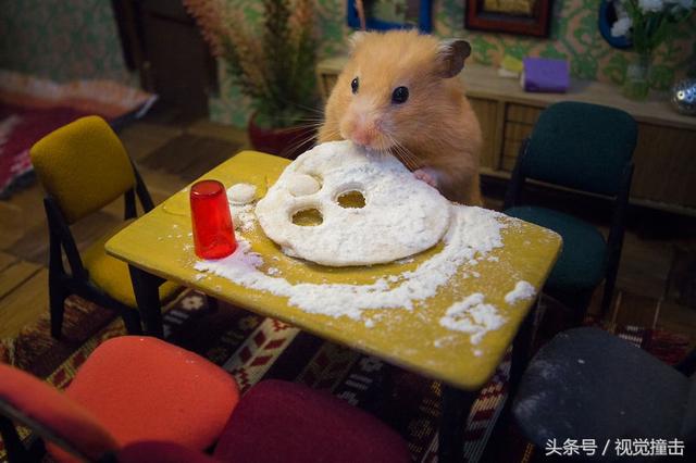 为宠物仓鼠建造了一座超逼真的小镇，土豪的想法果然不同常人