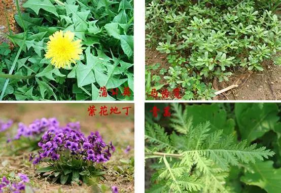 救急手册：被蜜蜂蛰了怎么办？