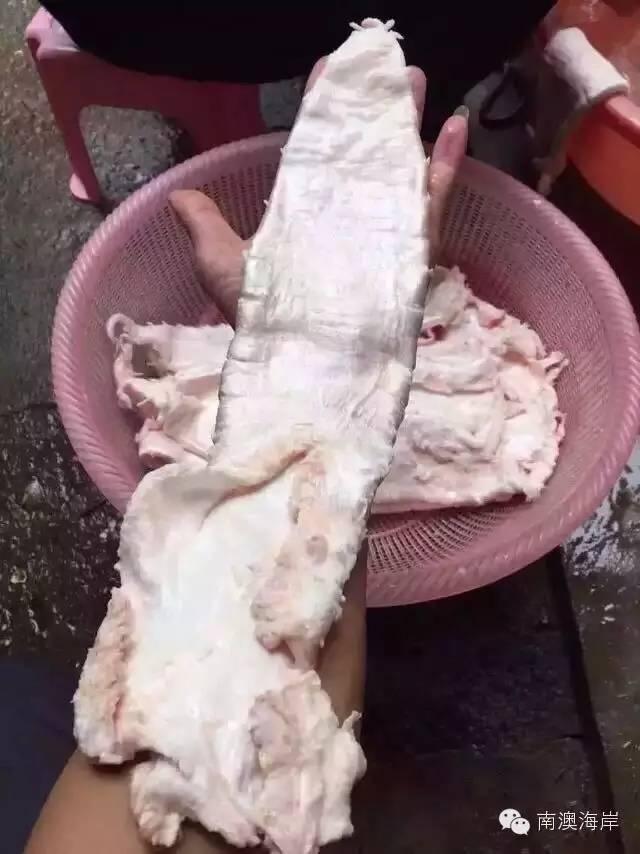 阳江花胶楼真假 2026年阳江白花胶