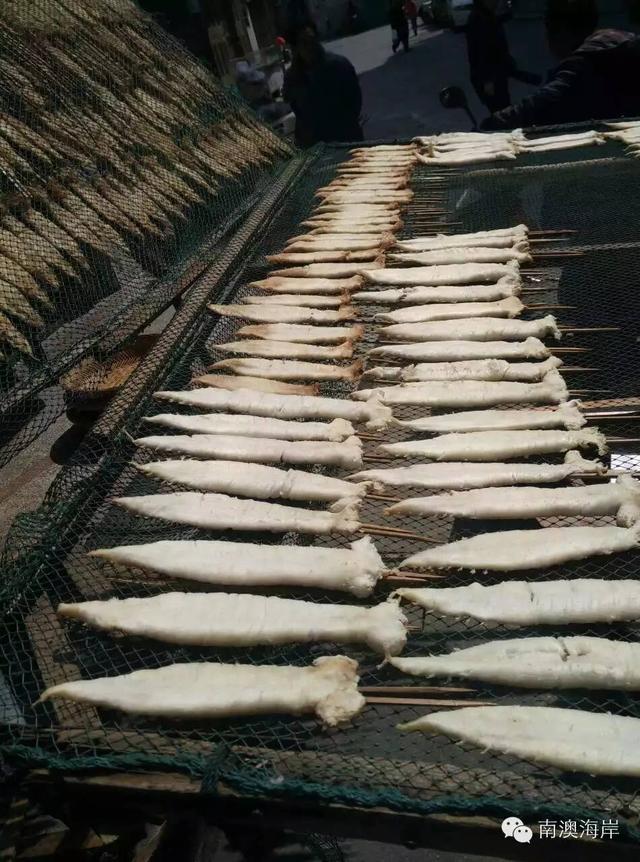 阳江花胶楼真假 2026年阳江白花胶