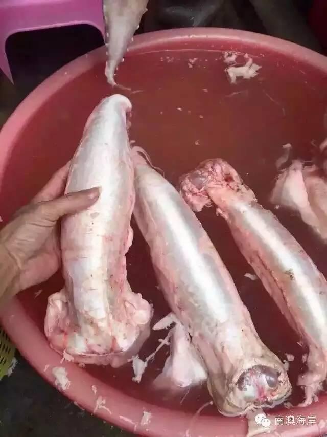 阳江花胶楼真假 2026年阳江白花胶 阳江花胶楼真假 2026年阳江白花胶