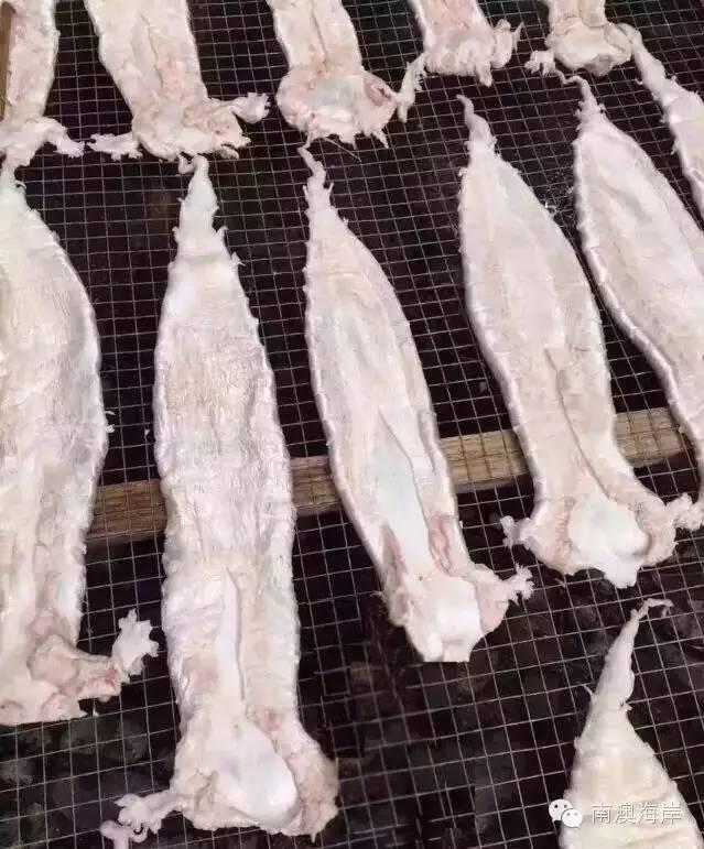 阳江花胶楼真假 2026年阳江白花胶 阳江花胶楼真假 2026年阳江白花胶