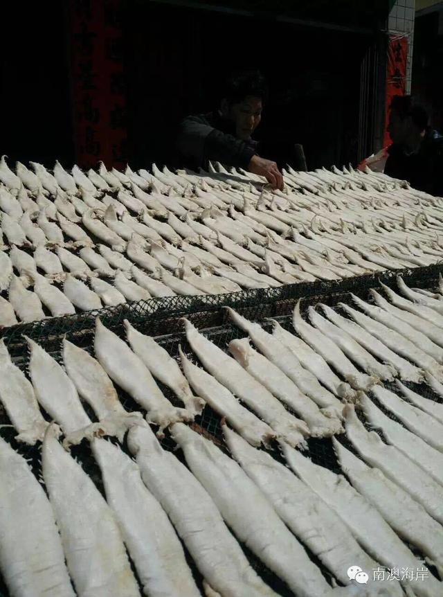 阳江花胶楼真假 2026年阳江白花胶 阳江花胶楼真假 2026年阳江白花胶