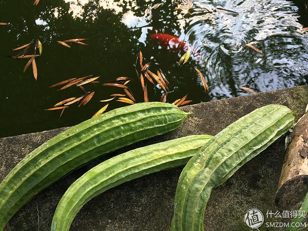 单身狗的陋室改装2.0——室内优化and小庭院的设计与施工