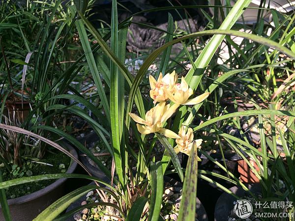 单身狗的陋室改装2.0——室内优化and小庭院的设计与施工