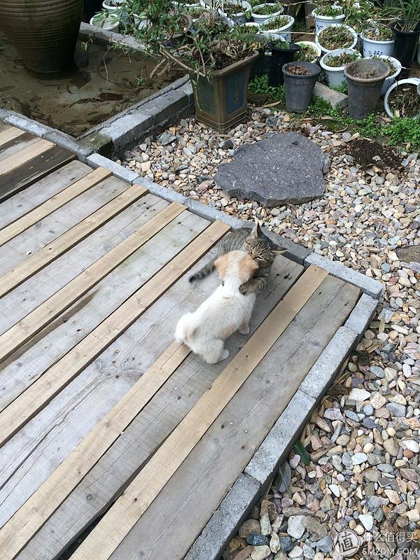 单身狗的陋室改装2.0——室内优化and小庭院的设计与施工