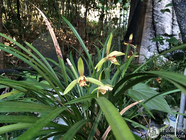 单身狗的陋室改装2.0——室内优化and小庭院的设计与施工