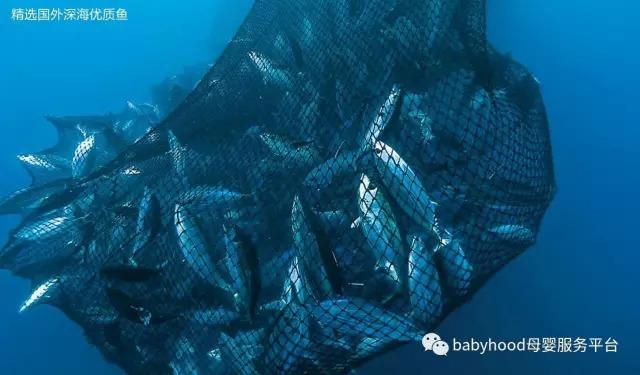 深海鳕鱼的功效与作用 2026年深海鳕鱼的功效与作用及禁忌