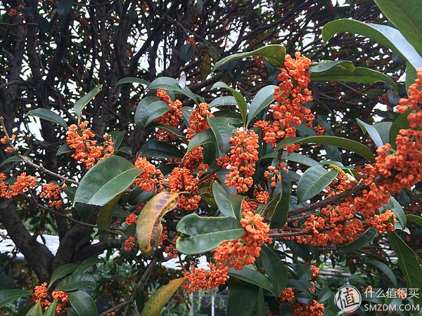 单身狗的陋室改装2.0——室内优化and小庭院的设计与施工