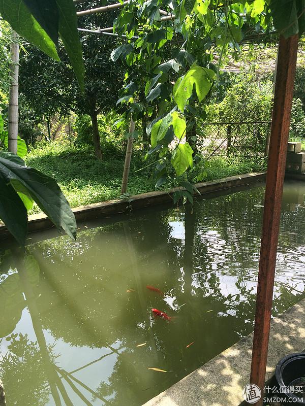 单身狗的陋室改装2.0——室内优化and小庭院的设计与施工