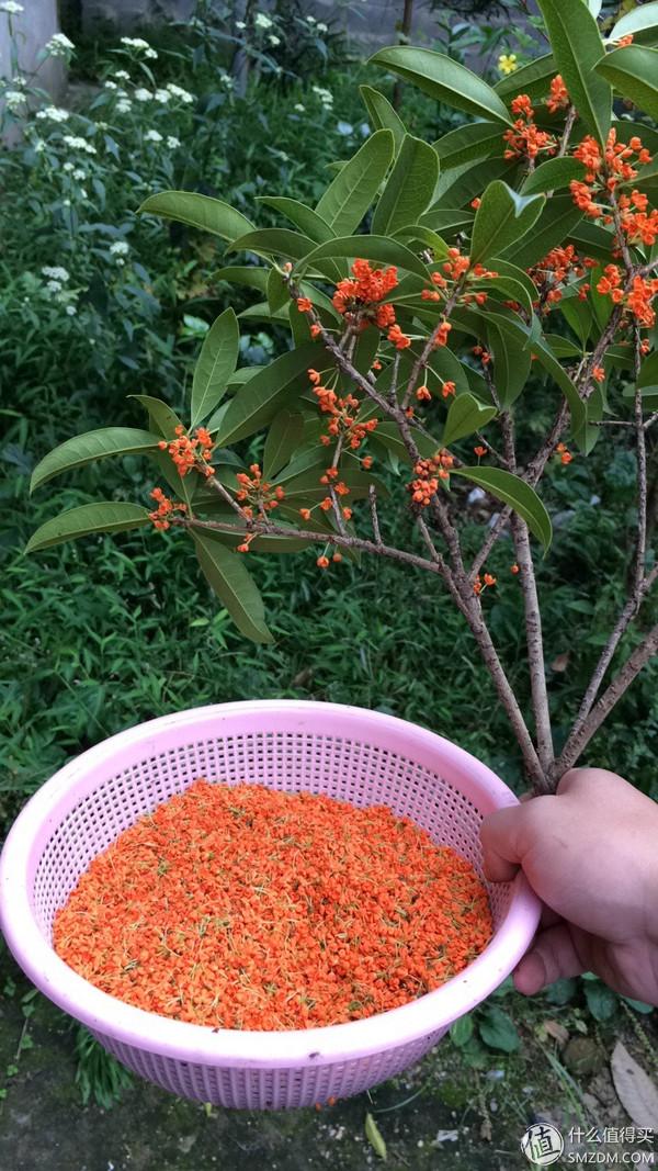 单身狗的陋室改装2.0——室内优化and小庭院的设计与施工