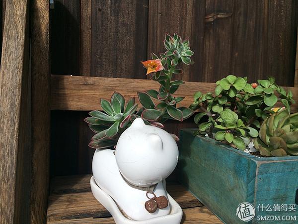 单身狗的陋室改装2.0——室内优化and小庭院的设计与施工