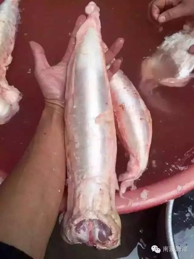 阳江花胶楼真假 2026年阳江白花胶