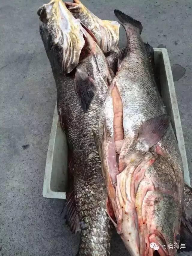 阳江花胶楼真假 2026年阳江白花胶 阳江花胶楼真假 2026年阳江白花胶