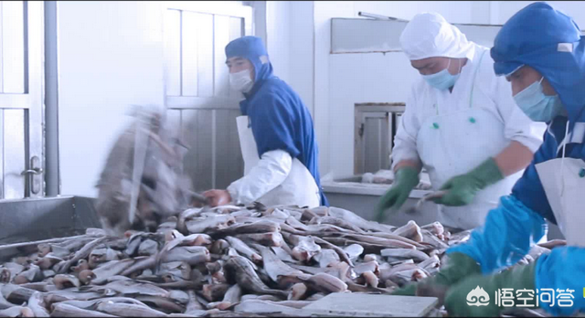 无头鳕鱼的营养价值 2026年无头鳕鱼的营养价值表