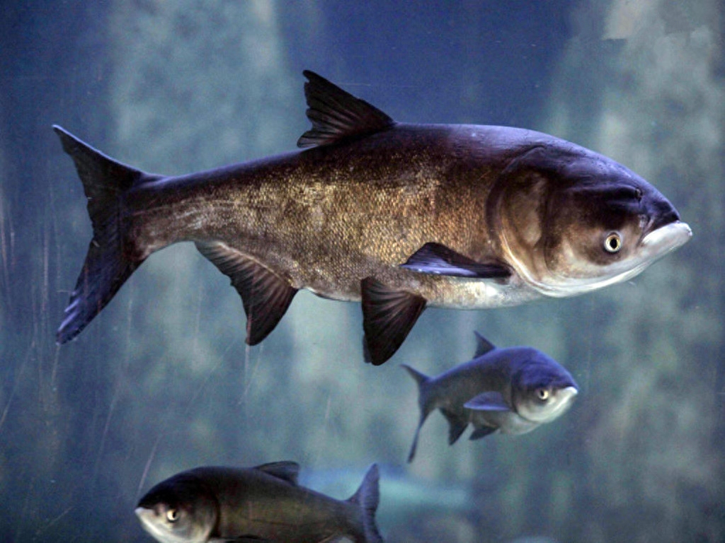 “青草鲢鳙”4大家鱼是这样的戳图认知:营养丰富常吃长健康!