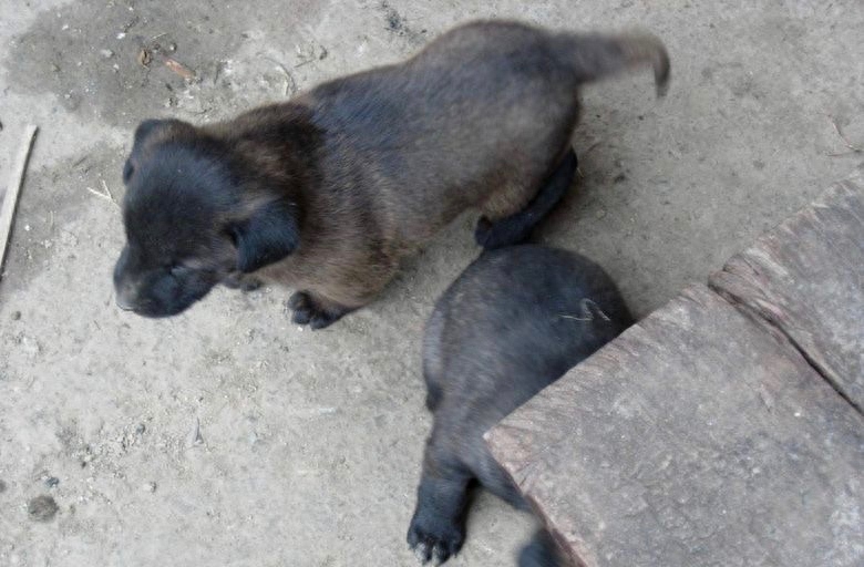 中国本土最优秀的猎犬:四川青川犬,无奈被盗狗者吃掉濒临灭绝