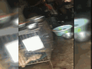 阿拉斯加15元一斤！贵阳这家“黑作坊”屠宰宠物狗？相关部门前来处理，却尴尬了……