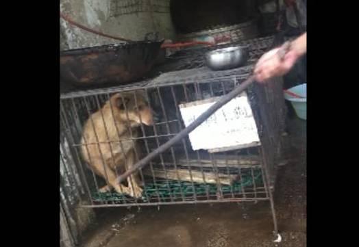 阿拉斯加15元一斤！贵阳这家“黑作坊”屠宰宠物狗？相关部门前来处理，却尴尬了……