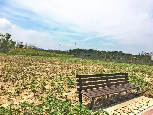 「探索」浦江郊野公园7月底试运营，小布带你先睹为快！