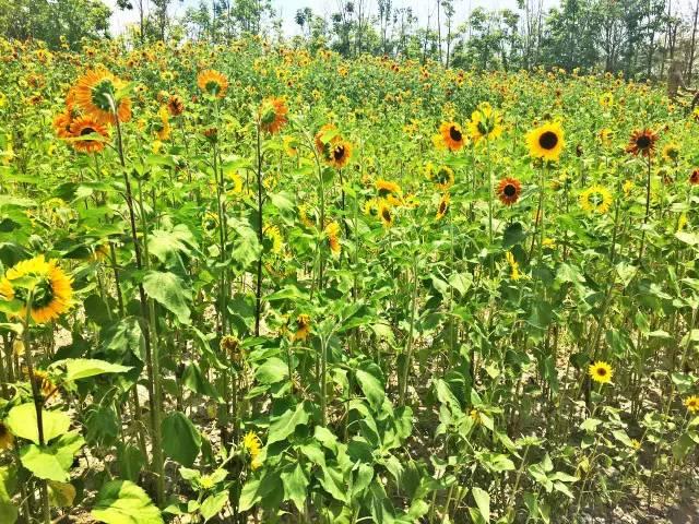 「探索」浦江郊野公园7月底试运营，小布带你先睹为快！