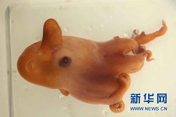 scp恐怖模拟器新版本（科普科学号上的深海稀客）