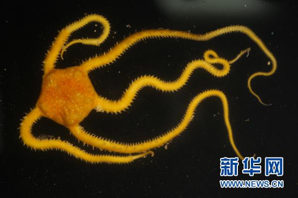 科普：“科学”号上的深海“稀客”