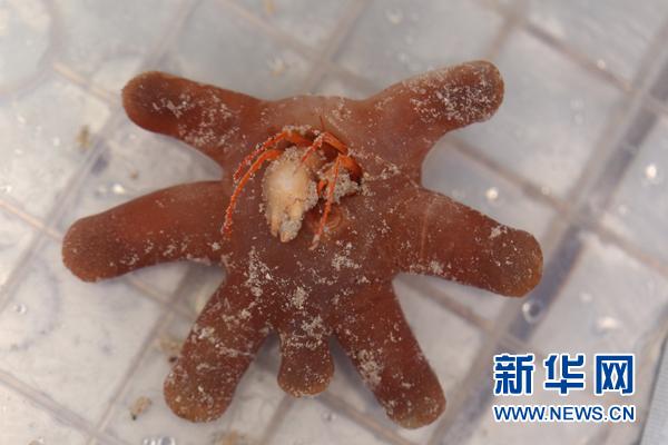 科普：“科学”号上的深海“稀客”
