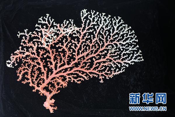 科普：“科学”号上的深海“稀客”
