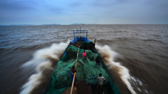 鮸鱼胶的功效 2026年鳘鱼胶的营养价值及功效