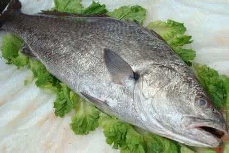 鮸鱼胶的功效 2026年鳘鱼胶的营养价值及功效