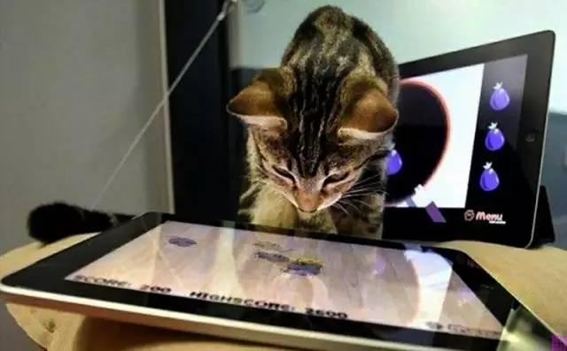 肾结石手术后可以喝花胶汤吗 2026年肾结石手术后可以吃花胶吗